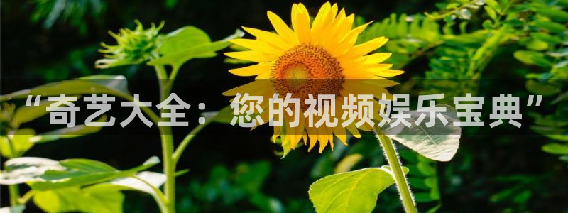 窝窝影院电视剧免费观看高清：“奇艺大全：您的视频娱乐宝典”