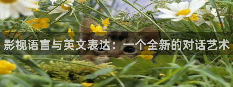 窝窝看电影网：影视语言与英文表达：一个全新的对话艺术